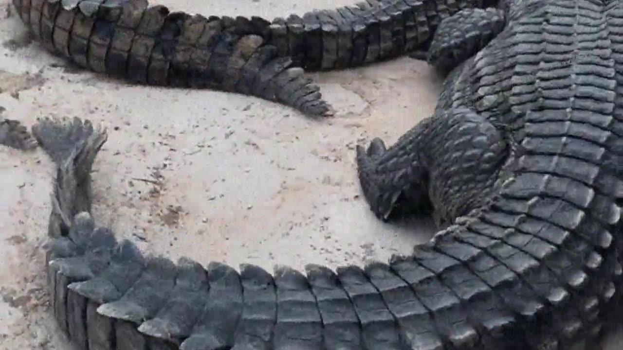 Crocodile skin is as hard as an iron plate.