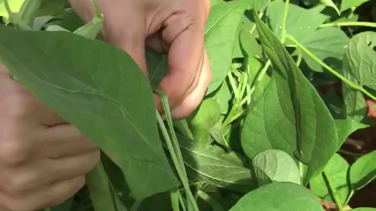 Dwarf beans are being harvested