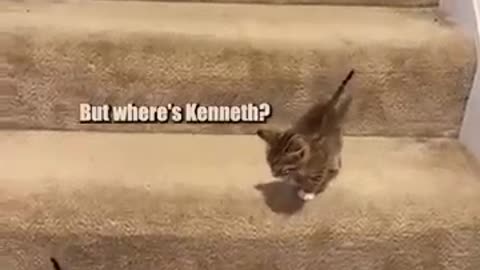 kitten