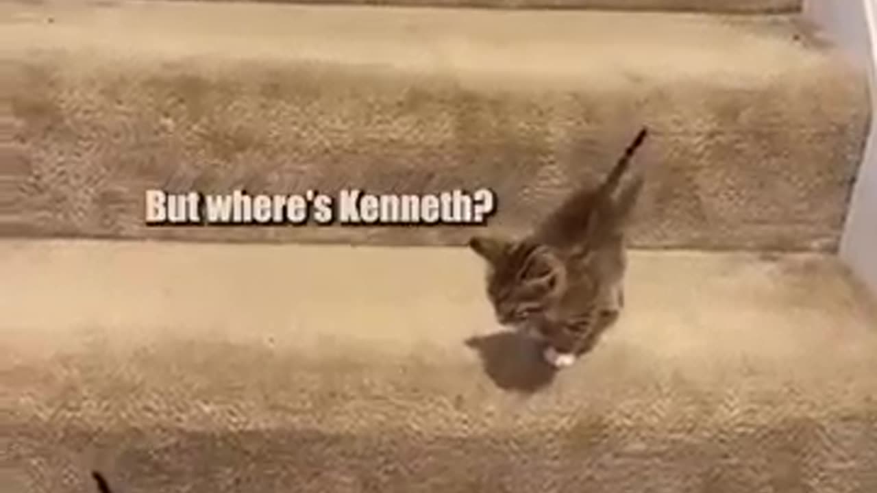 kitten