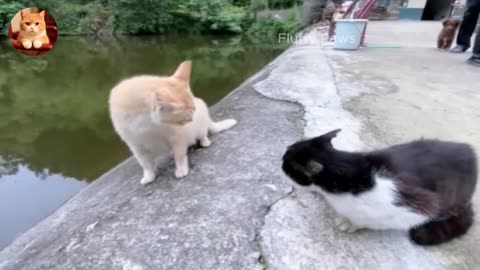 Best Funny Animals 2025 😂 - Cats & Dogs Edition 🐶😼 - Part 14