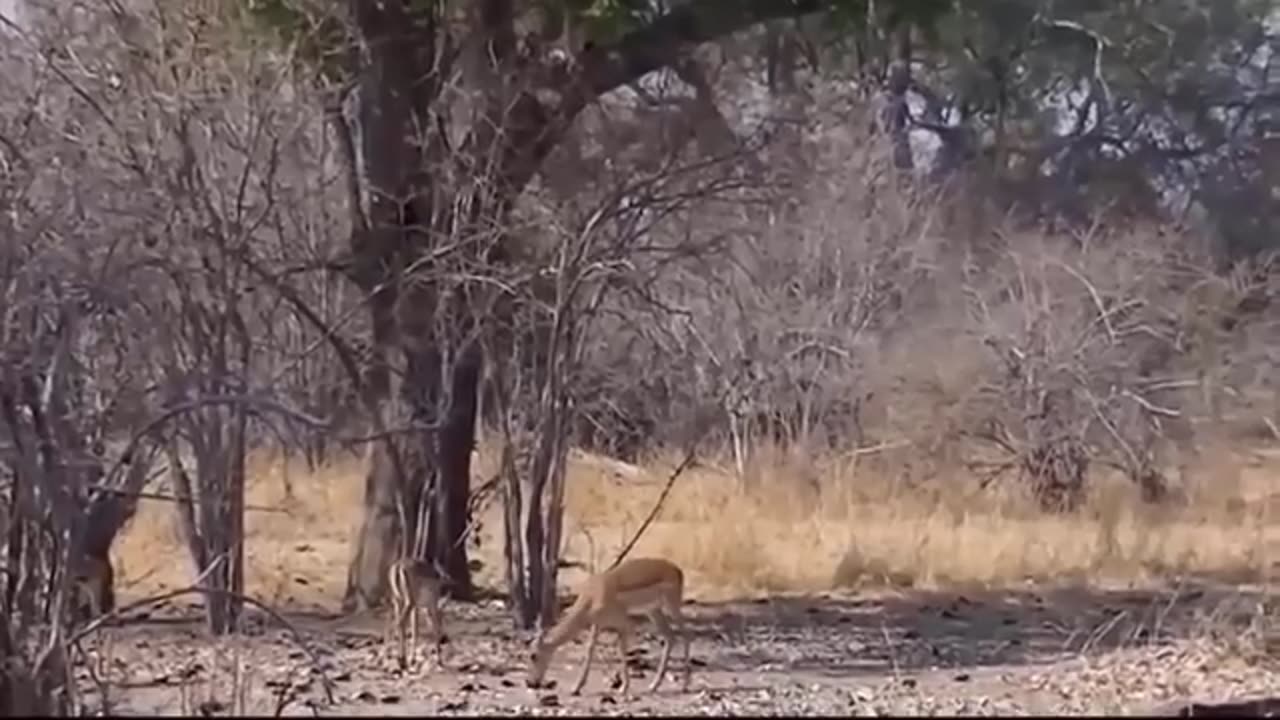 animals