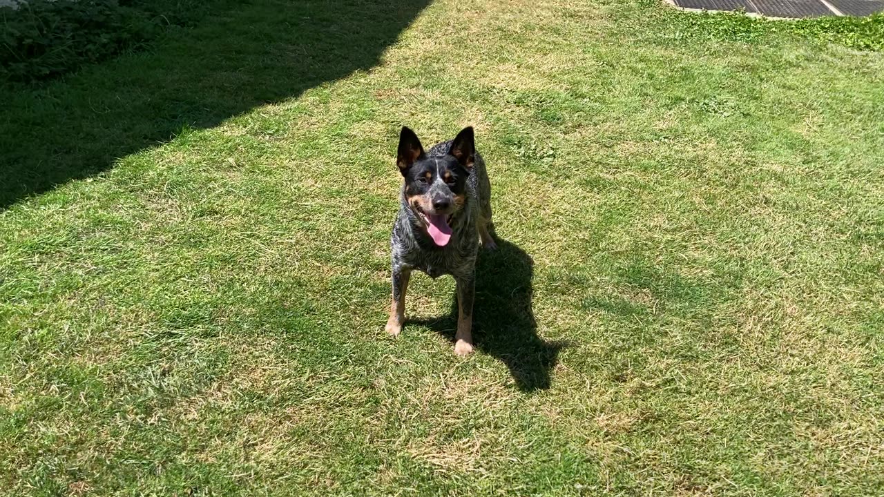 backyard hoop chase 2983098430984