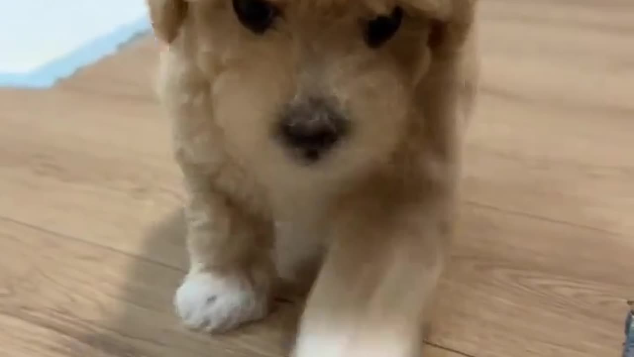 😂🤯 You Won't Believe How Angry This Cute Puppy Gets! | FunFM