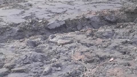 #ExcavatorPOV #MudASMR #DeepMud #DieselSounds #ForestCleanup #ConstructionLife