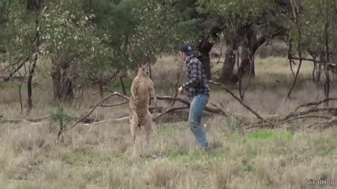Craziest Animal Encounters of All Time