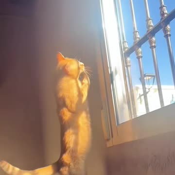 “This Cat’s Cuteness Is Illegal 😻 | Try Not to Smile Challenge