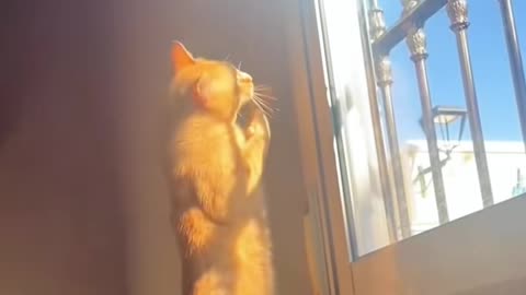 “This Cat’s Cuteness Is Illegal 😻 | Try Not to Smile Challenge