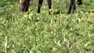 horse