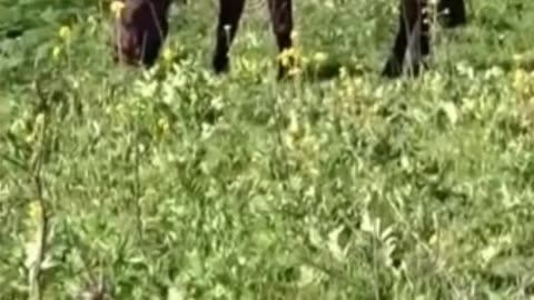 horse