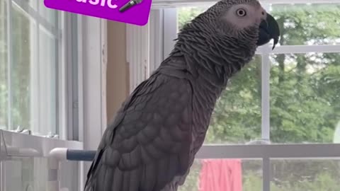 parrot tells alexa to play music 😂 smartest bird ever!