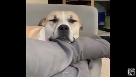 Funny Animals videos 😂 Funniest Cats and Dogs 2024!🐶😹