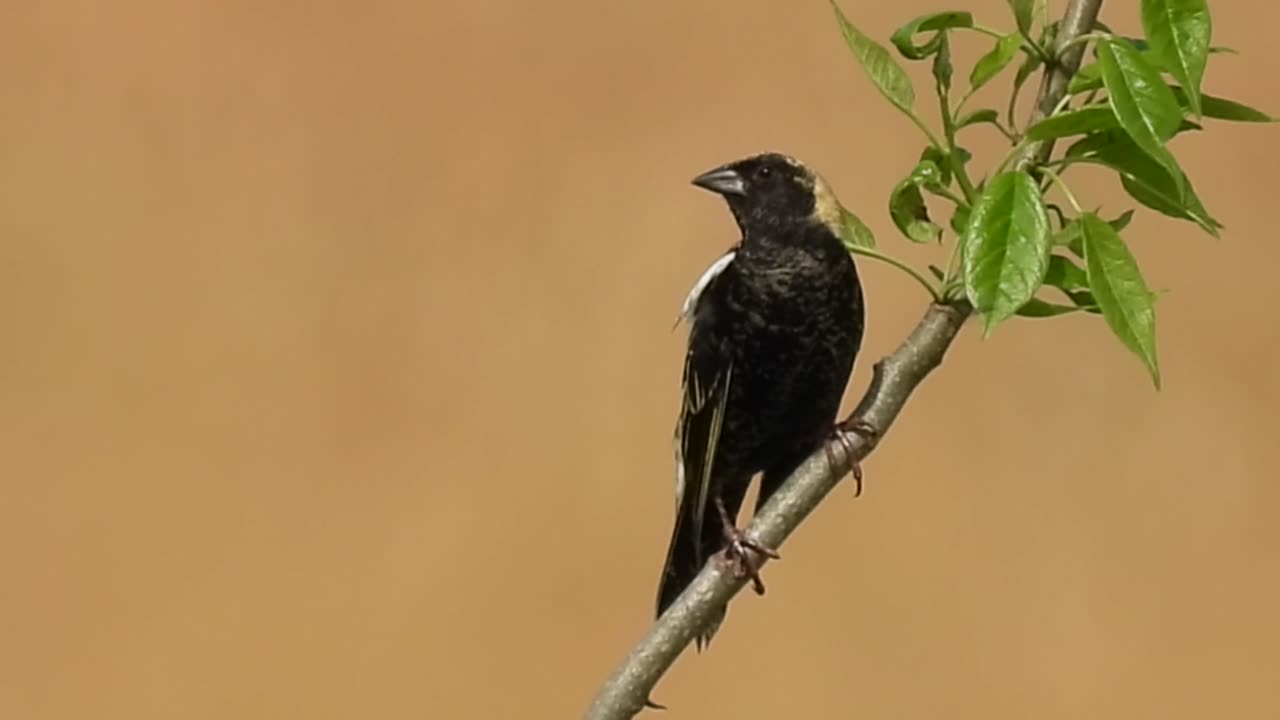 A Flock of Bobolinks Just arrived! #bobolink