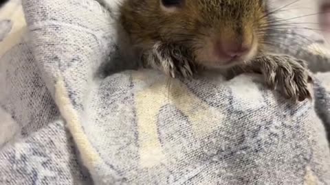 A kind woman rescued a squirrel with a broken leg, and then this happened...