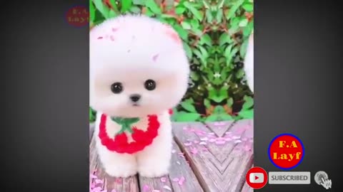 The best of funny cute dogs!