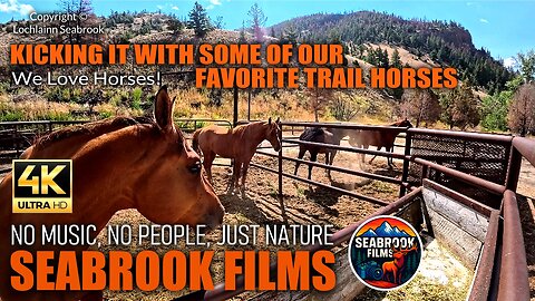 Kicking It With Some of Our Favorite Trail Horses: We Love Horses!