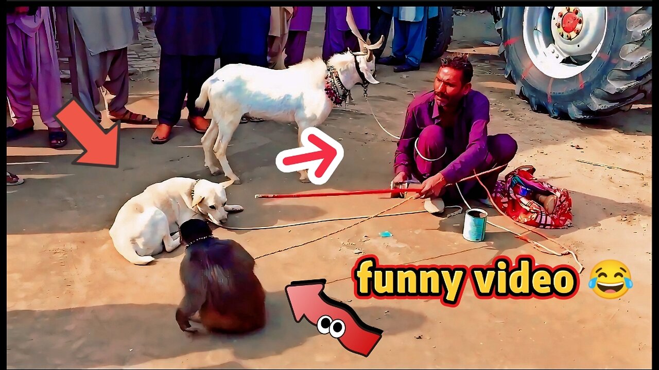 🤣 Hilarious Monkey Comedy! Funniest Jungle Pranks Ever! 🐵😂 | Must-Watch Entertainment