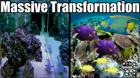 The future of my 2000 gallon aquarium