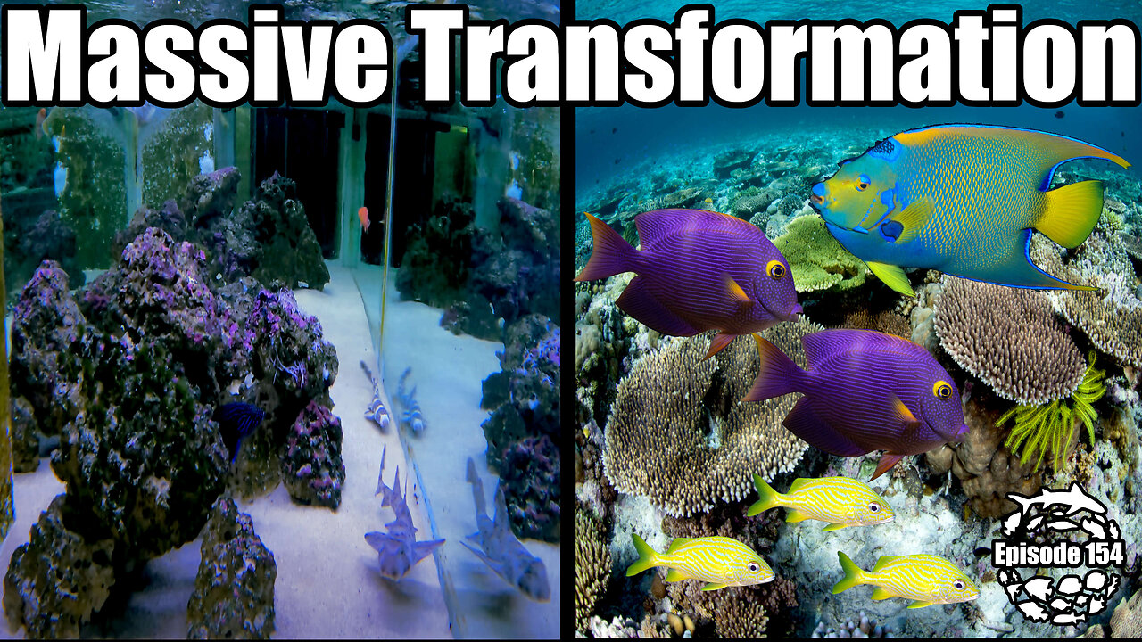 The future of my 2000 gallon aquarium