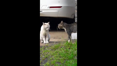 fighting cats