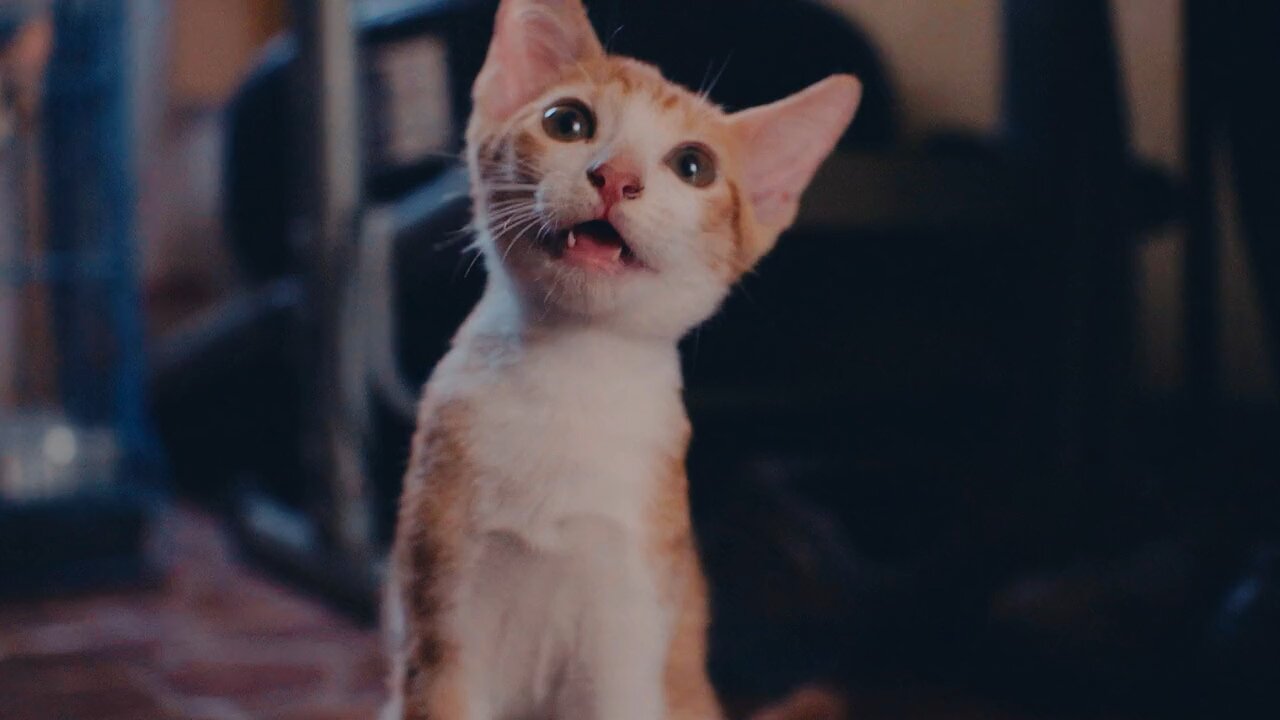 #cat# lovely 🥰🐕🐈