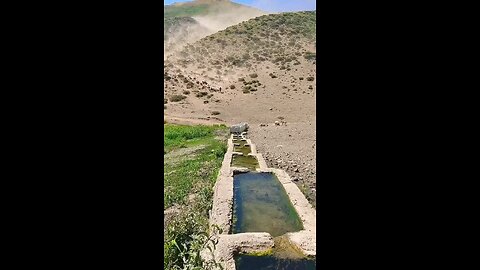 Animals, domestic animals, goats and sheep