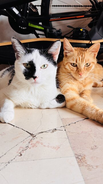 A game is a game.. We are naughty cats. 🐈🐈‍⬛😾😎