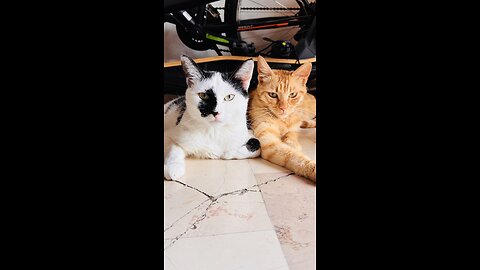 A game is a game.. We are naughty cats. 🐈🐈‍⬛😾😎