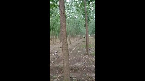 satisfying Video