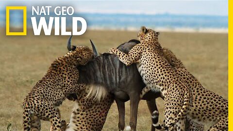 nat geo wild show