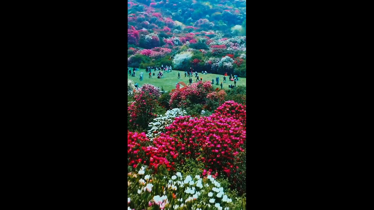 netural video part 1