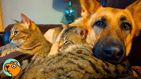 German Shepherd Acts Like A Mom To Every Animal | Cuddle Buddies