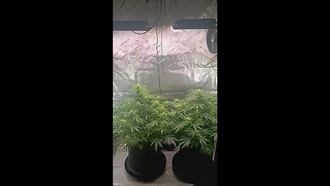 Wedding cheesecake week 12 day 1