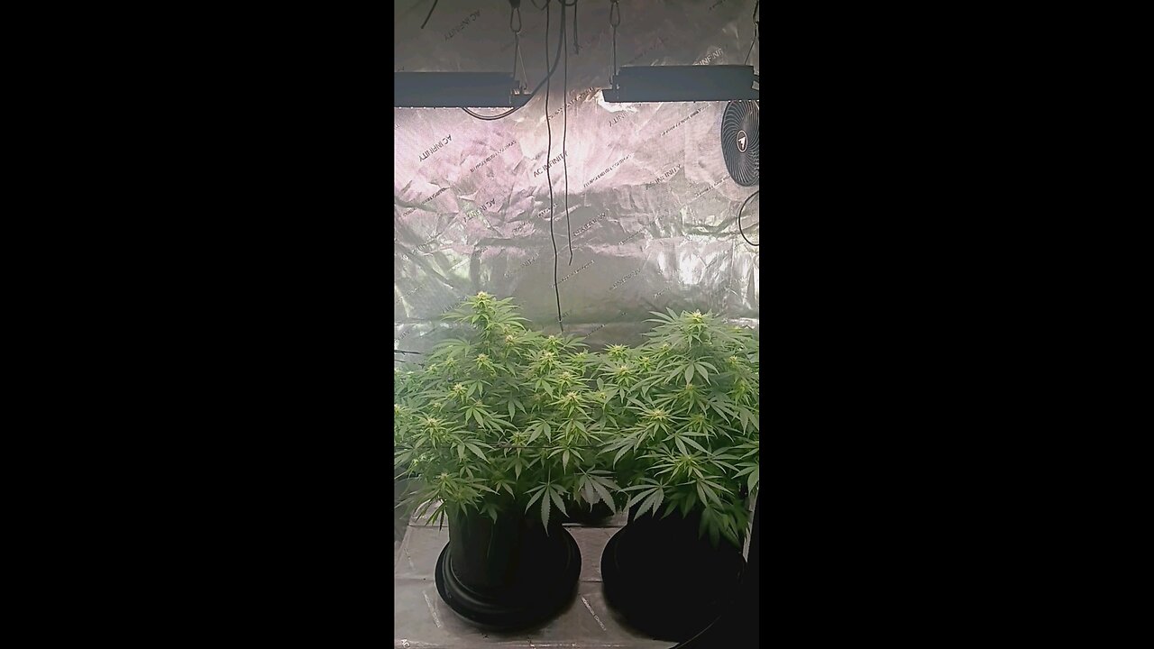 Wedding cheesecake week 12 day 1