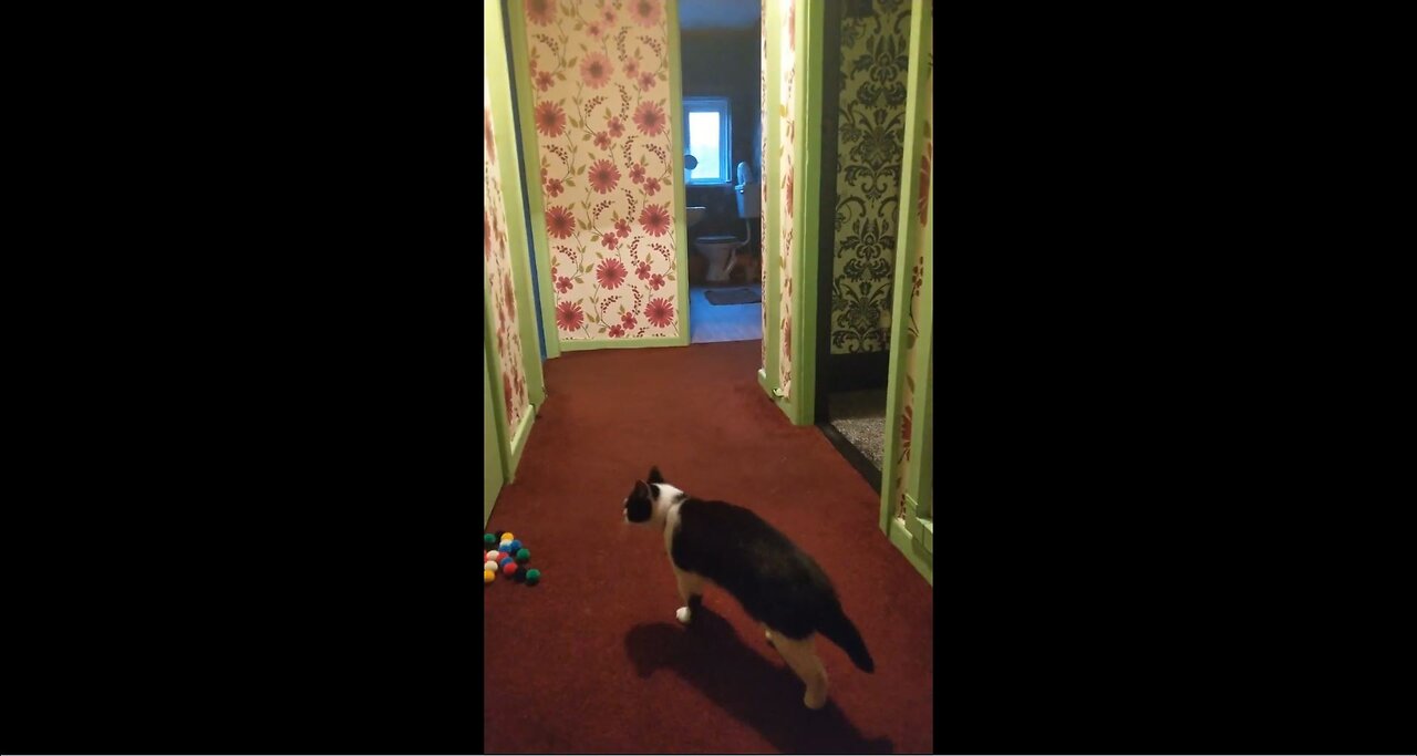 RIO 🙀 RUNNING 🏃 AND HAVING FUN CHASING BALLS ⚽ THROWN ALONG CARPET AND THEN RUNNING 🏃 BACK AGAIN 😂🤭🐱