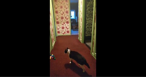 RIO 🙀 RUNNING 🏃 AND HAVING FUN CHASING BALLS ⚽ THROWN ALONG CARPET AND THEN RUNNING 🏃 BACK AGAIN 😂🤭🐱