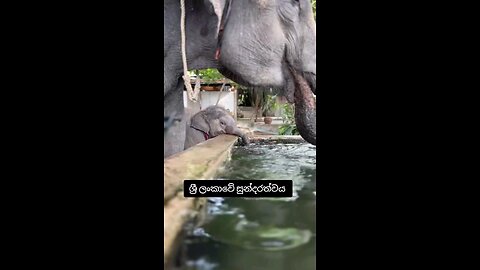 srilankan wild elephant