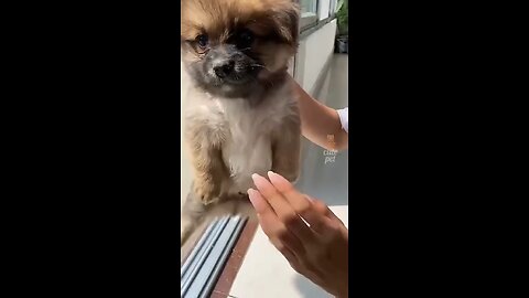 funny dog 🤣lol