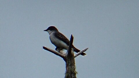 Eastern Kingbird
