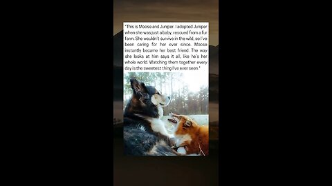 Rescued Fox and Her Dog Best Friend