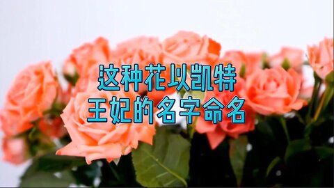 这种花以凯特王妃的名字命名