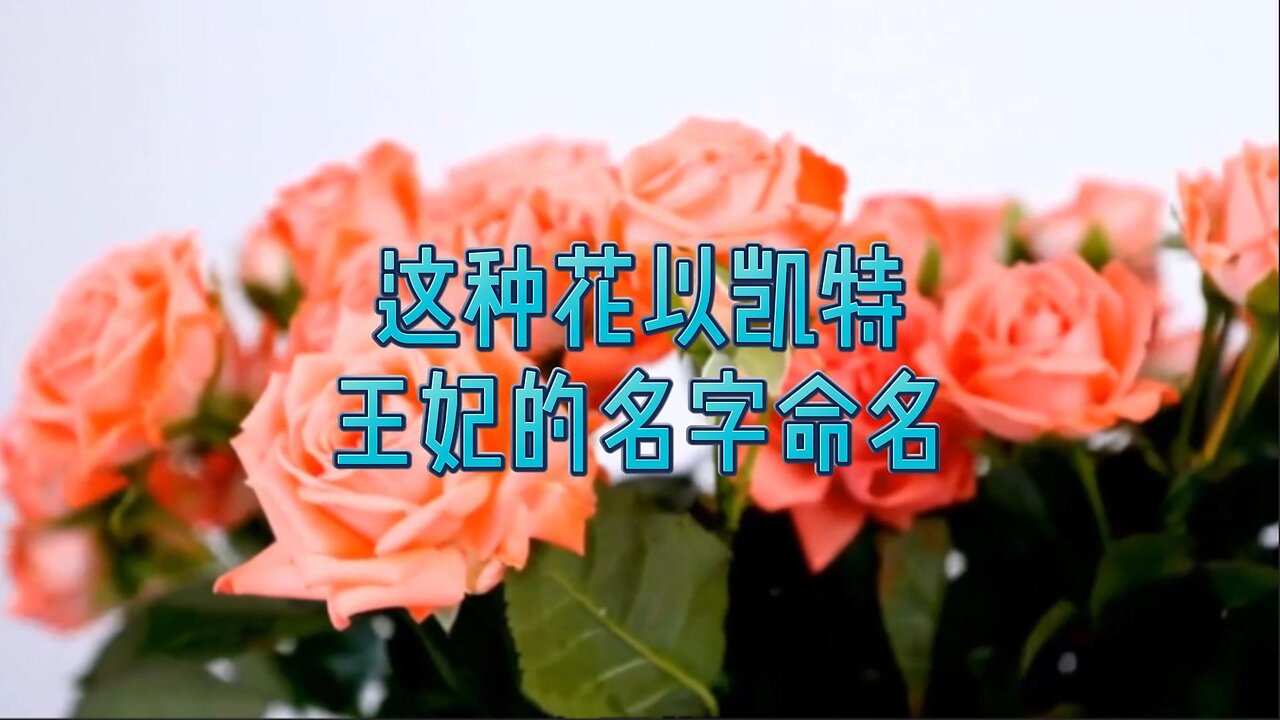 这种花以凯特王妃的名字命名