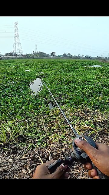 শোল মাছ শিকার