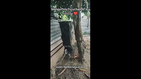 Blanquifley Escuchando Su Historia 🐕‍🦺🙏 #fyp #viral #video