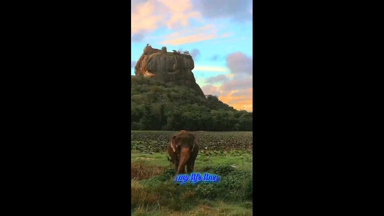 sri lankan