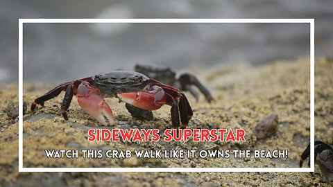 Sideways Superstar: Watch This Crab Walk Like It Owns the Beach!