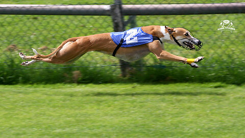 Dog Race - Greyhound