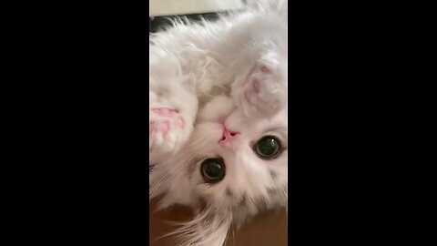 Cute Cat ❤️✨️