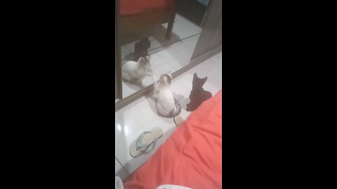 gatinhos de natal