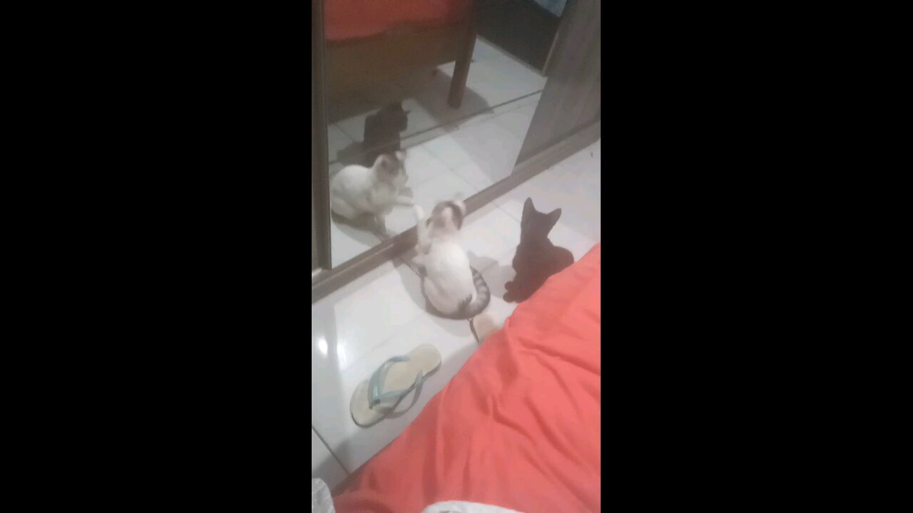 gatinhos de natal